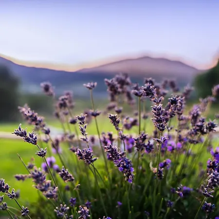 مكان تخييم Aurora Hill *
