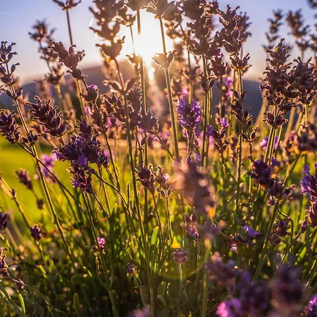 مكان تخييم Aurora Hill *