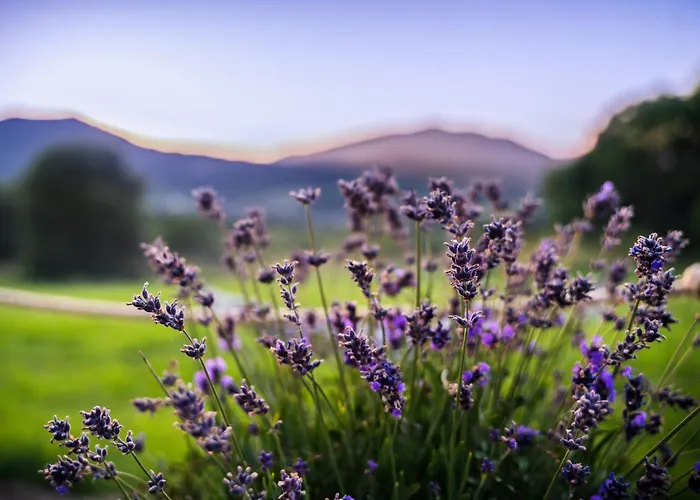 Kemping Aurora Hill *