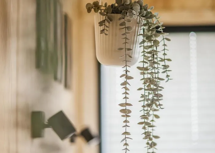 Aurora Hill * Podobin